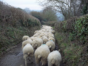 a lovely rural scene - a flock of sheep